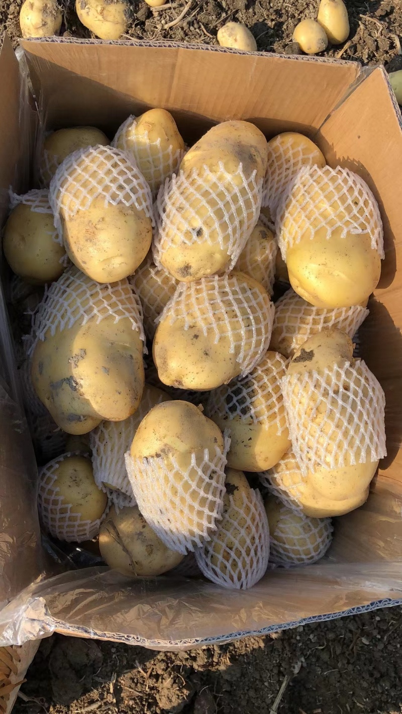 河南土豆沃土土豆黄心土豆新鲜上市个头大品质好
