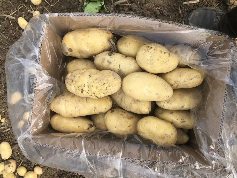 河南土豆沃土土豆黄心土豆新鲜上市个头大品质好