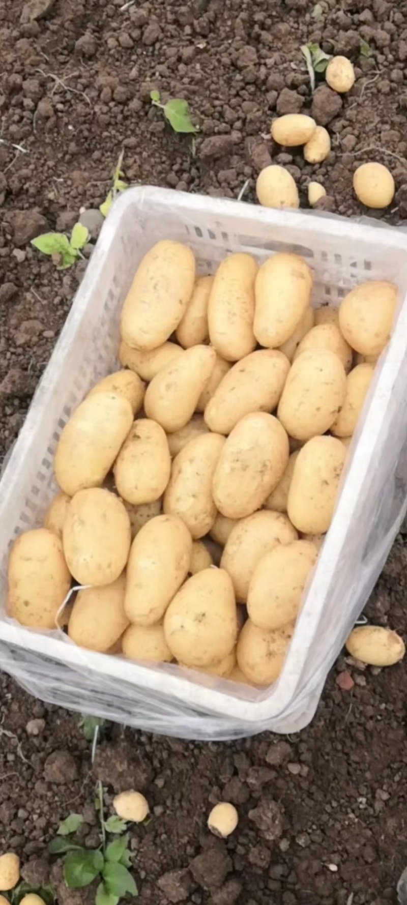 河南土豆沃土土豆黄心土豆新鲜上市个头大品质好