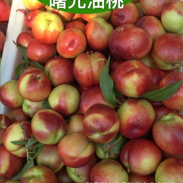 新鲜应季精品露天曙光甜油桃大量上市产地代收一手货源