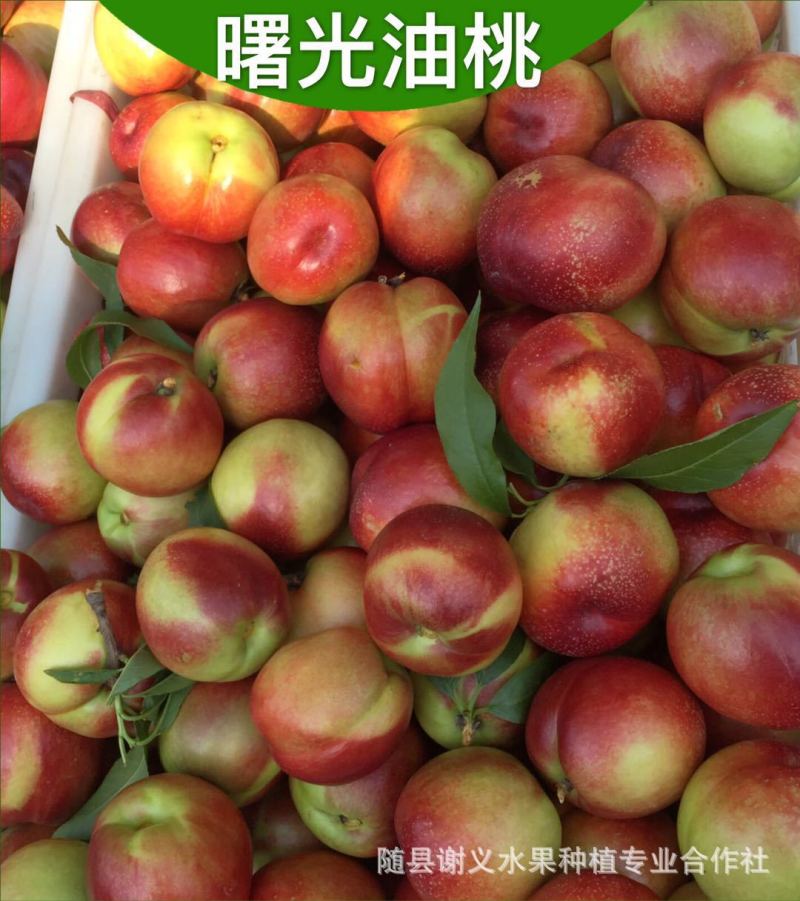 新鲜应季精品露天曙光甜油桃大量上市产地代收一手货源