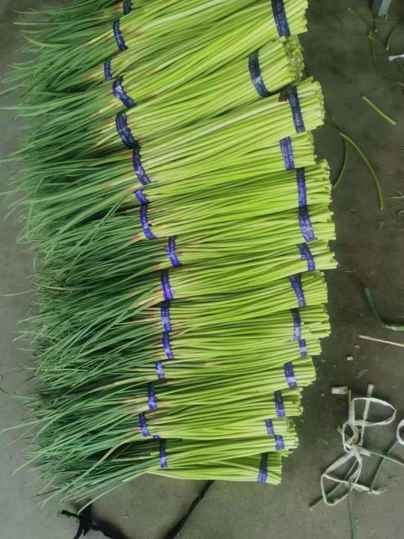 邳州红帽蒜薹新鲜采摘可视频看货欢迎来电咨询