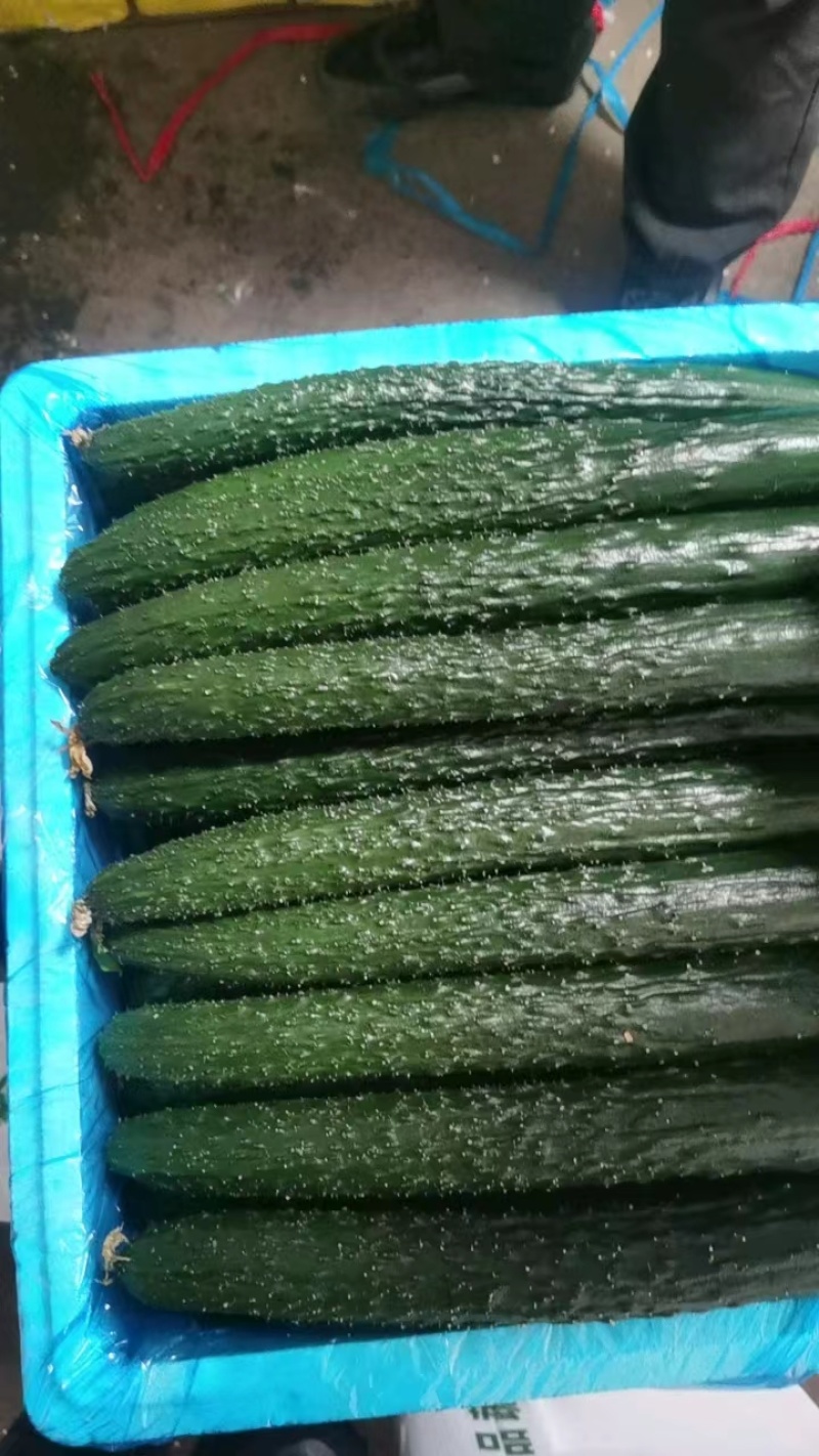 河北承德平泉市精品密刺黄瓜，顶花带刺，全国代发，一手货源