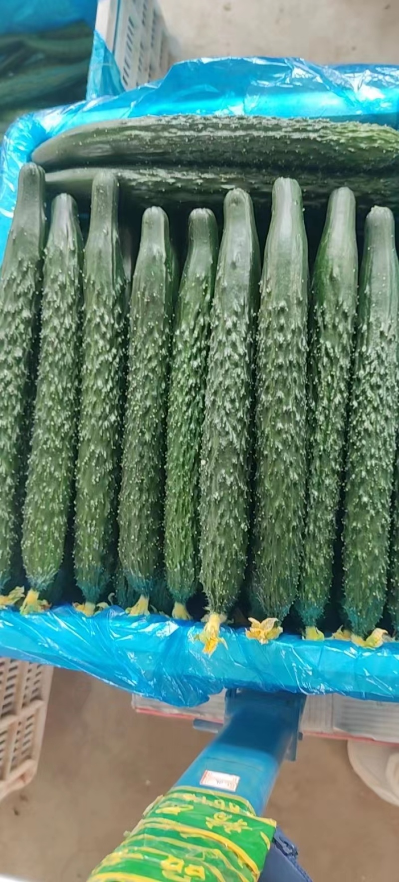 河北承德平泉市精品密刺黄瓜，顶花带刺，全国代发，一手货源