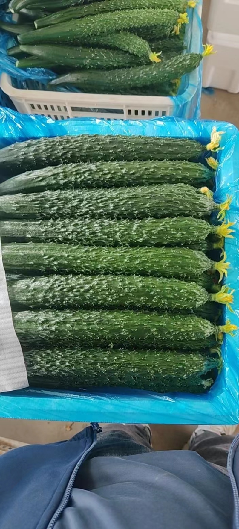 河北承德平泉市精品密刺黄瓜，顶花带刺，全国代发，一手货源
