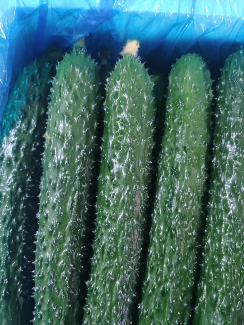 河北承德平泉市精品密刺黄瓜，顶花带刺，全国代发，一手货源