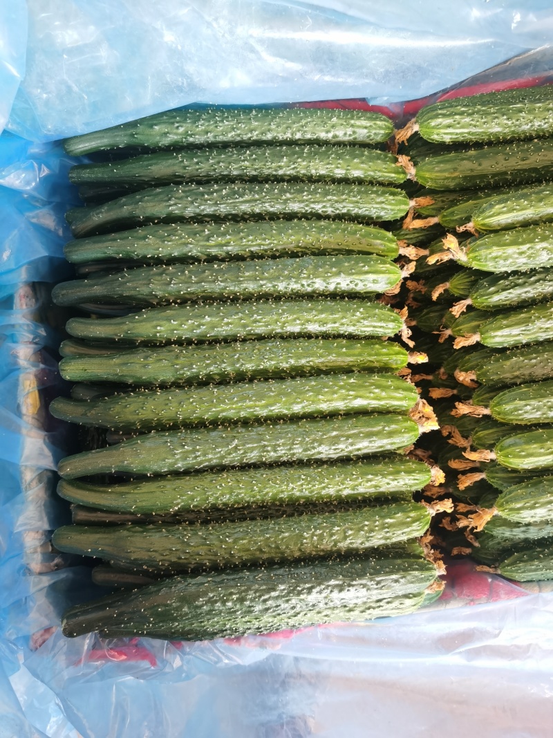 河北承德平泉市精品密刺黄瓜，顶花带刺，全国代发，一手货源