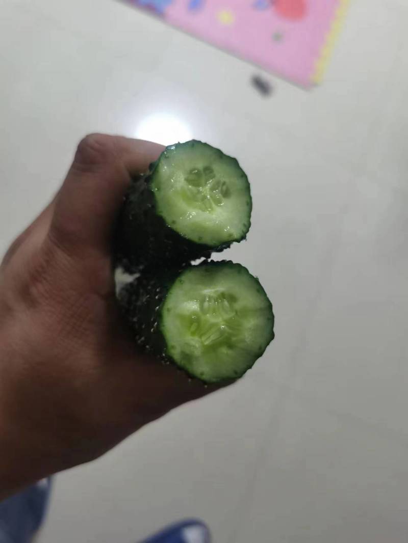 河北承德平泉市精品密刺黄瓜，顶花带刺，全国代发，一手货源