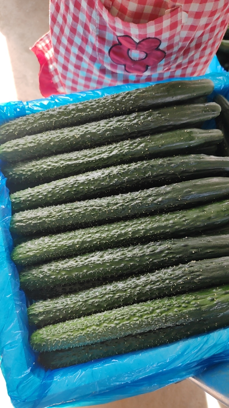 河北承德平泉市精品密刺黄瓜，顶花带刺，全国代发，一手货源