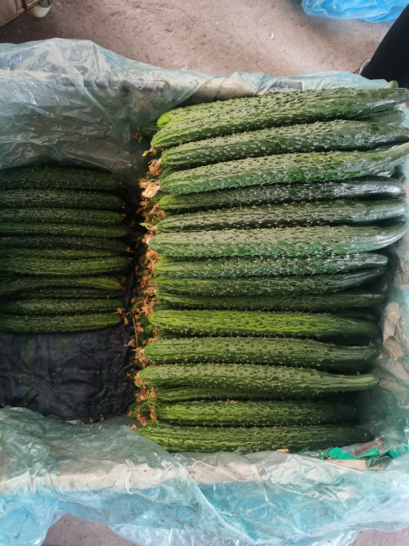 河北承德平泉市精品密刺黄瓜，顶花带刺，全国代发，一手货源
