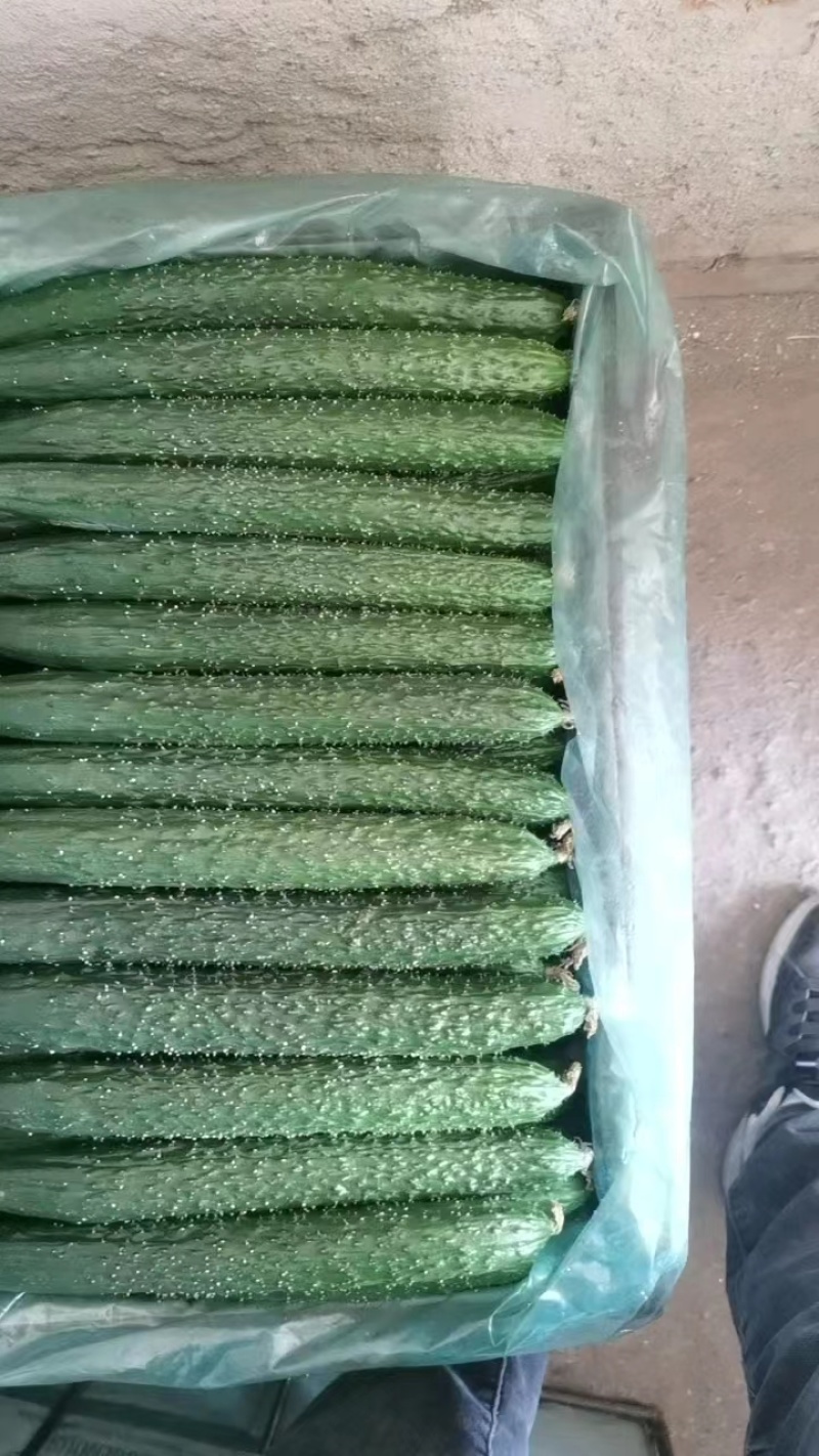 河北承德平泉市精品密刺黄瓜，顶花带刺，全国代发，一手货源