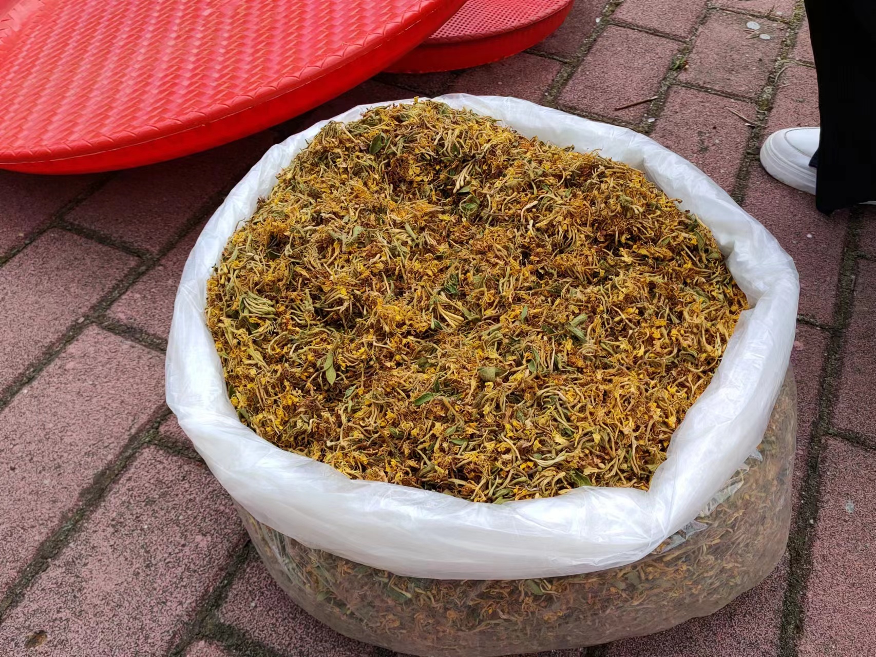 分步图示:1.选择开放当日雌花(花瓣鲜黄、柱头湿润);2.配制好药液(现配现用,避光保存);3.毛笔蘸取药液;4.均匀涂抹柱头及子房基部;5.标记处理花序位置;6.记录处理日期与配方。所有步骤在遮阳环境下完成 无籽西瓜生长素处理标准操作流程图解