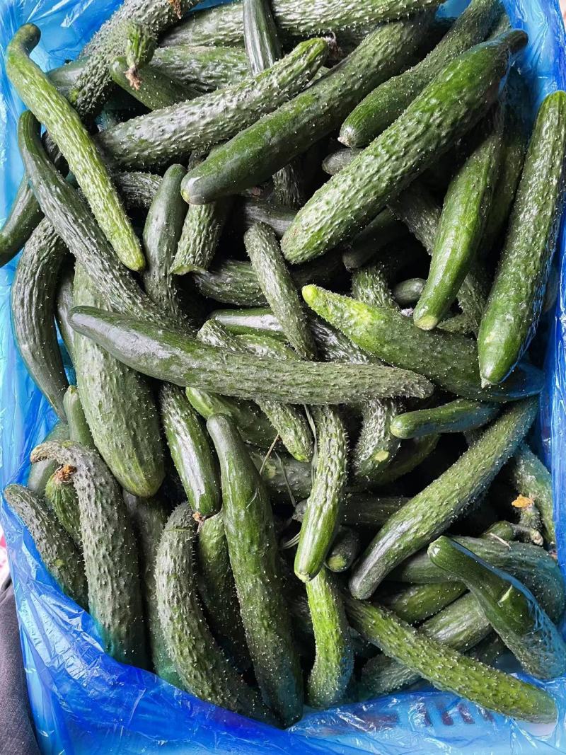 【黄瓜】密刺黄瓜大量供应，质量有保证，食堂货平台货!