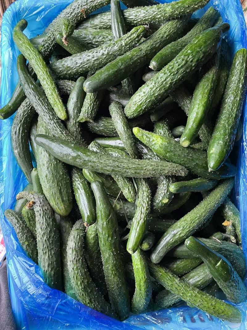 【黄瓜】密刺黄瓜大量供应，质量有保证，食堂货平台货!