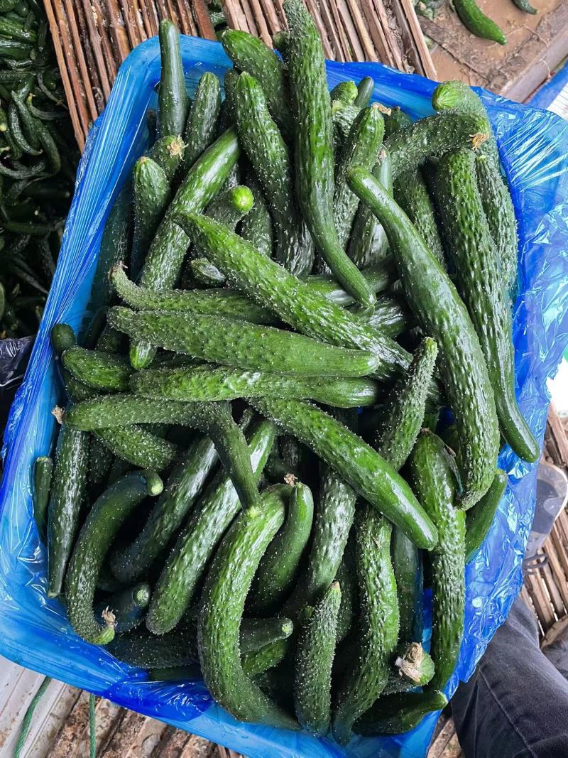 【黄瓜】密刺黄瓜大量供应，质量有保证，食堂货平台货!