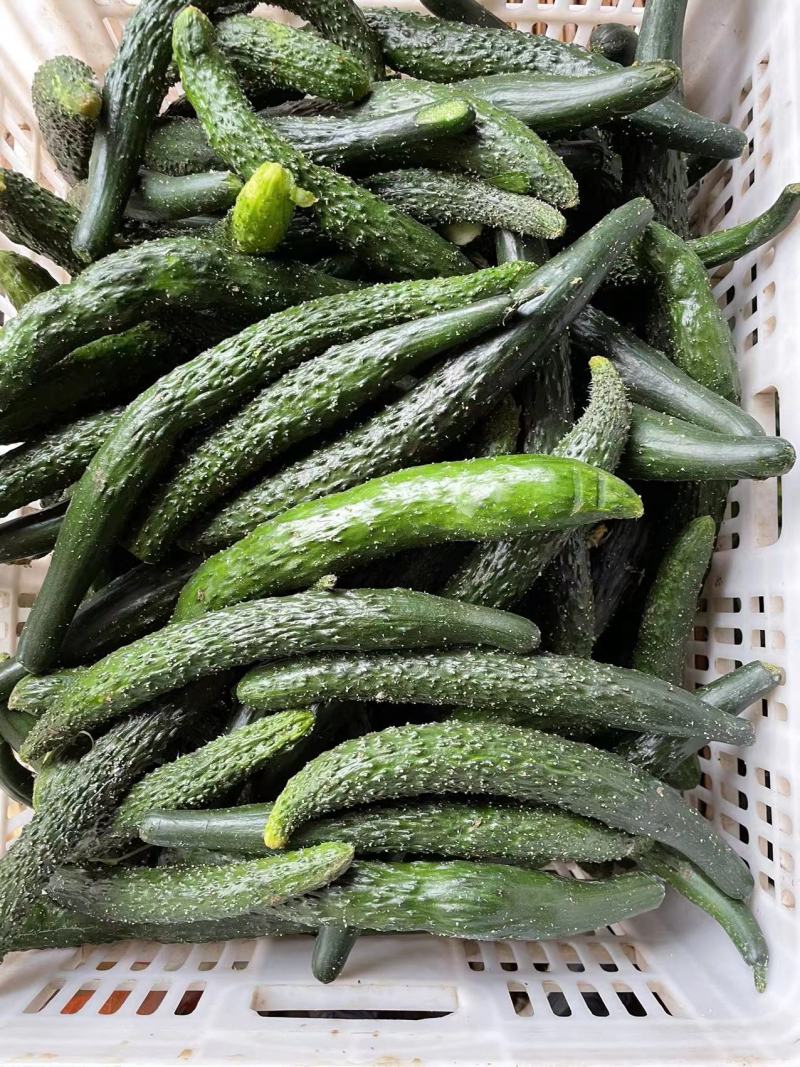 【黄瓜】密刺黄瓜大量供应，质量有保证，食堂货平台货!