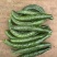【黄瓜】密刺黄瓜大量供应，质量有保证，食堂货平台货!