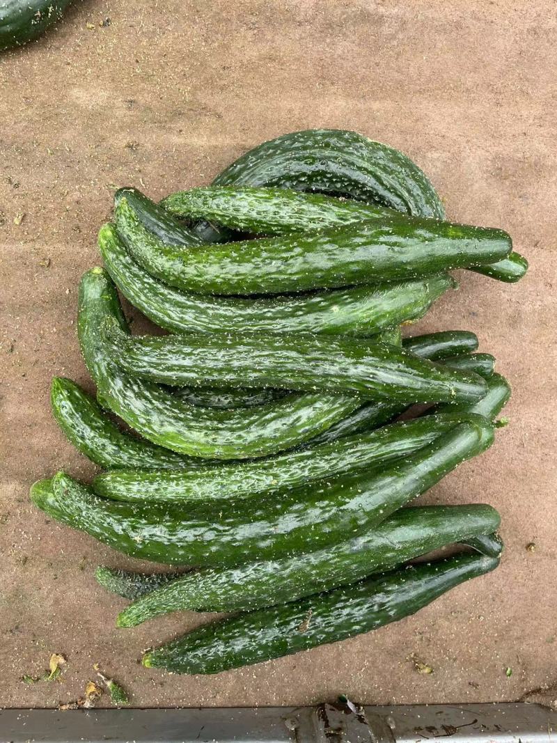 【黄瓜】密刺黄瓜大量供应，质量有保证，食堂货平台货!