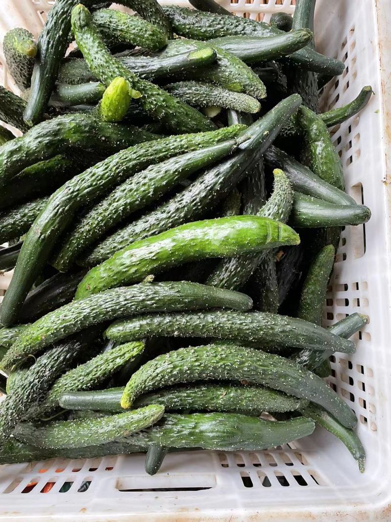 【黄瓜】密刺黄瓜大量供应，质量有保证，食堂货平台货!