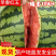 【实力】早春红玉西瓜安徽砀山西瓜皮薄肉厚汁水充盈