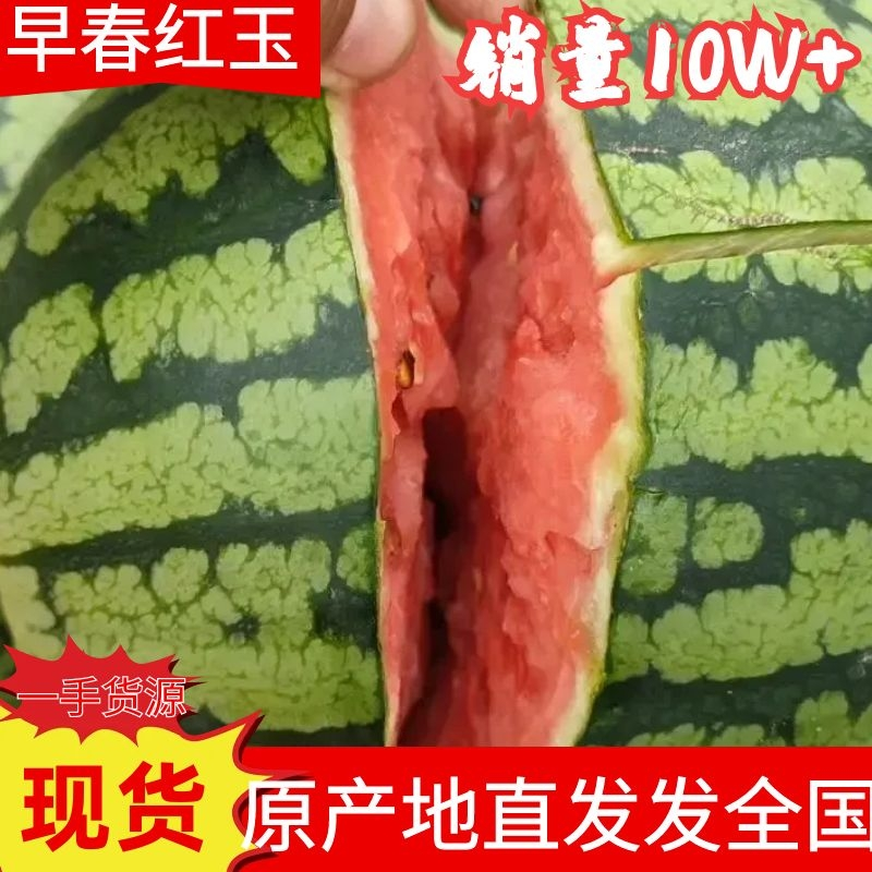【实力】早春红玉西瓜安徽砀山西瓜皮薄肉厚汁水充盈
