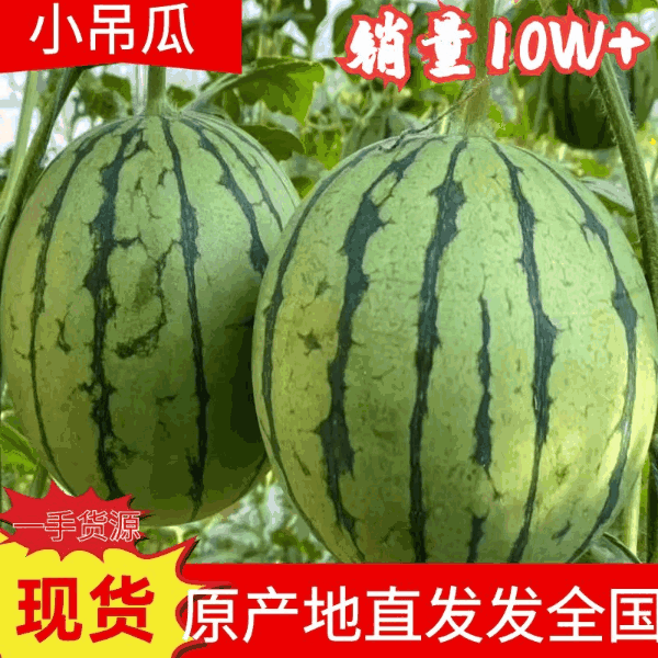 蒲城938吊兰西瓜，吊篮西瓜，全美2k西瓜冰糖籽，小糖丸