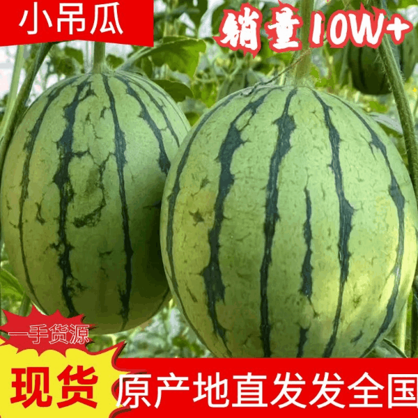 [938吊兰西瓜批发]北京顺义区西瓜 0.60元/斤蒲城938吊 _ 一亩田