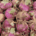 山东郯城紫红皮洋葱大量上市中八公分起形状好颜色亮