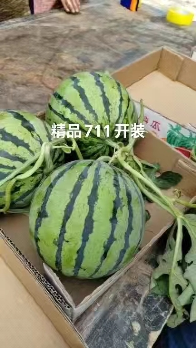 商丘无籽711，美都大量上市中质量保障量大从优对接全国