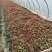 大叶红苋菜淮安苋菜质量保障量大从优对接全国欢迎订购