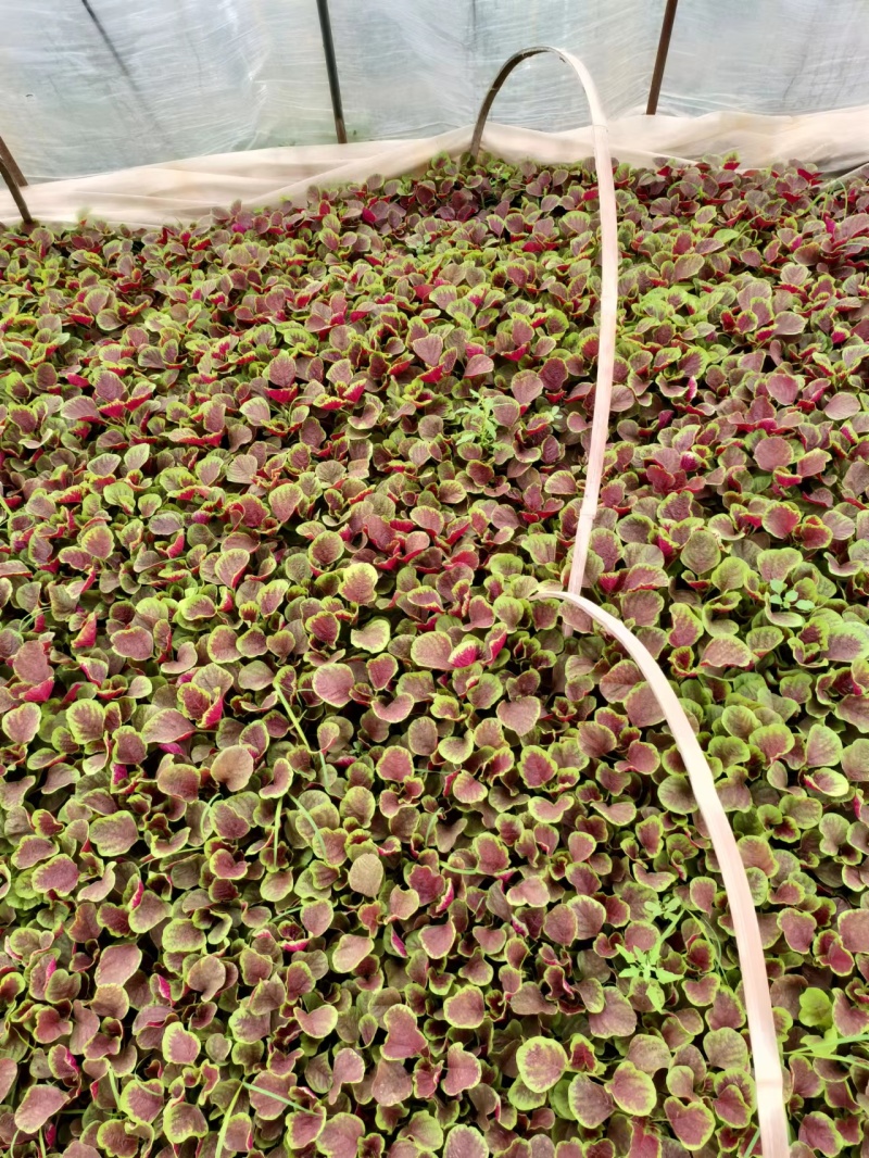 大叶红苋菜淮安苋菜质量保障量大从优对接全国欢迎订购