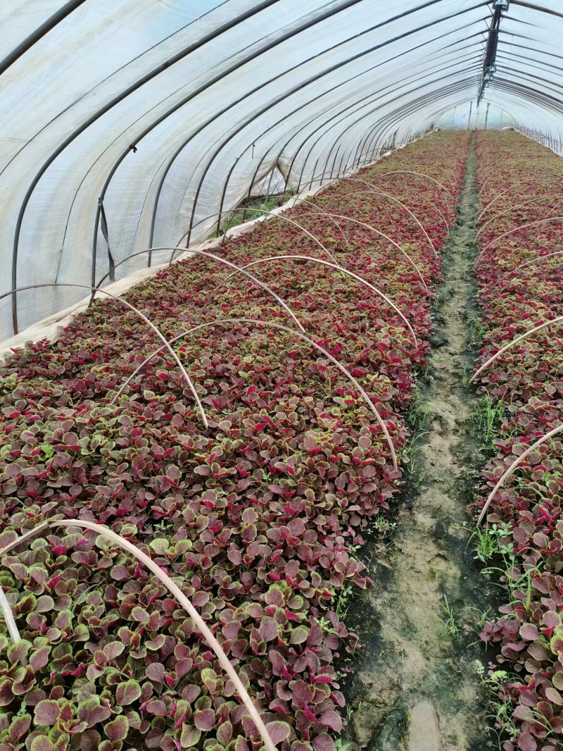 大叶红苋菜淮安苋菜质量保障量大从优对接全国欢迎订购