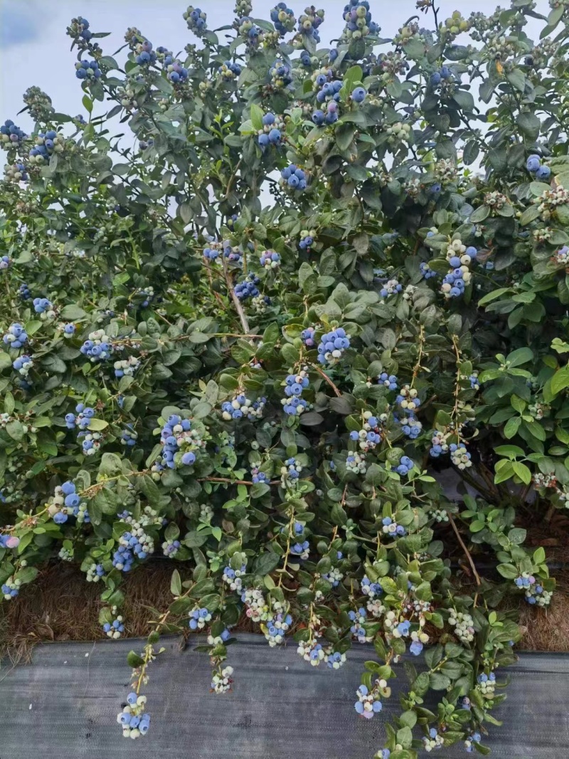 云南高原露天珠宝蓝莓大量上市原产地直发质优价廉