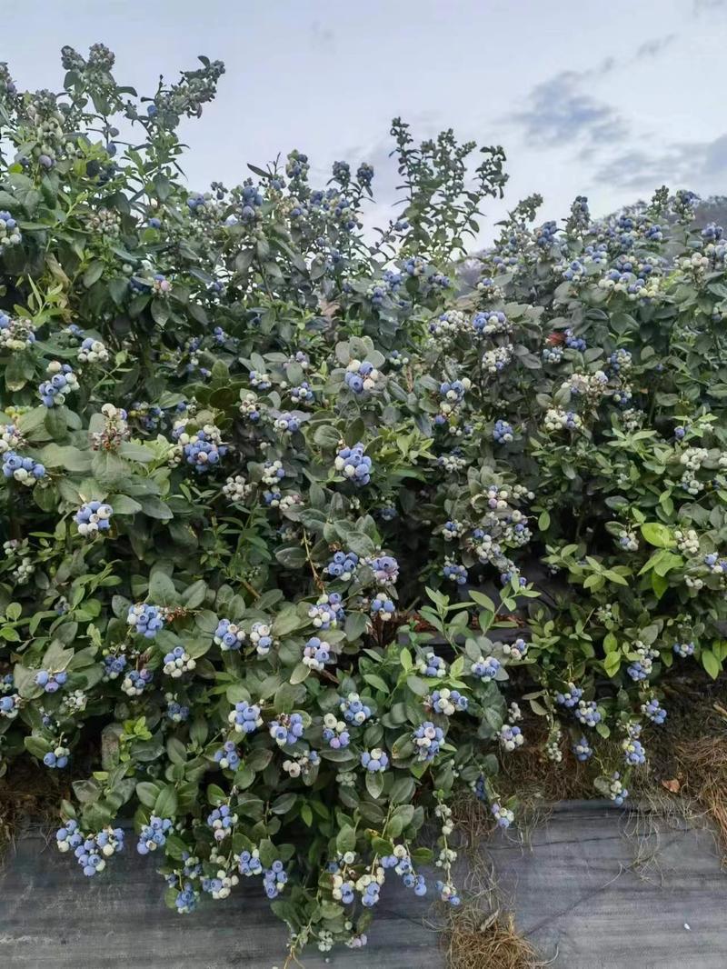 云南高原露天珠宝蓝莓大量上市原产地直发质优价廉