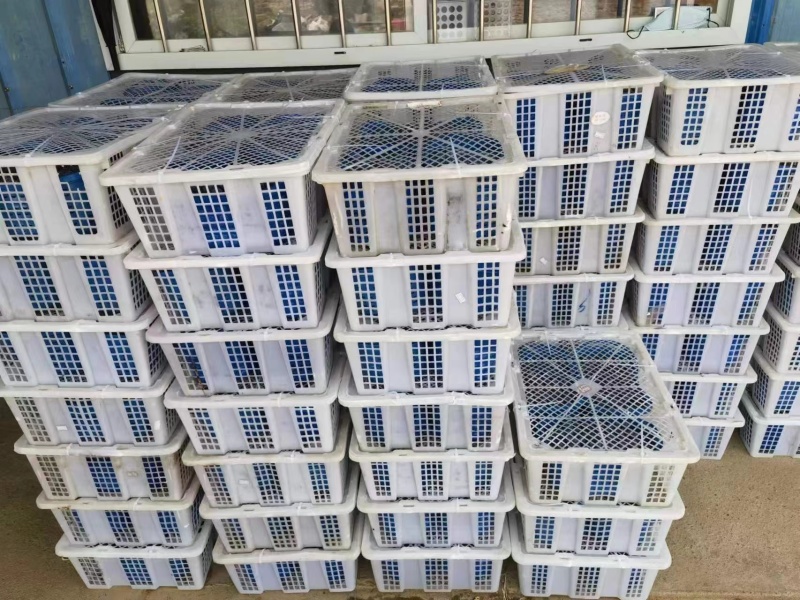 云南高原露天珠宝蓝莓大量上市原产地直发质优价廉