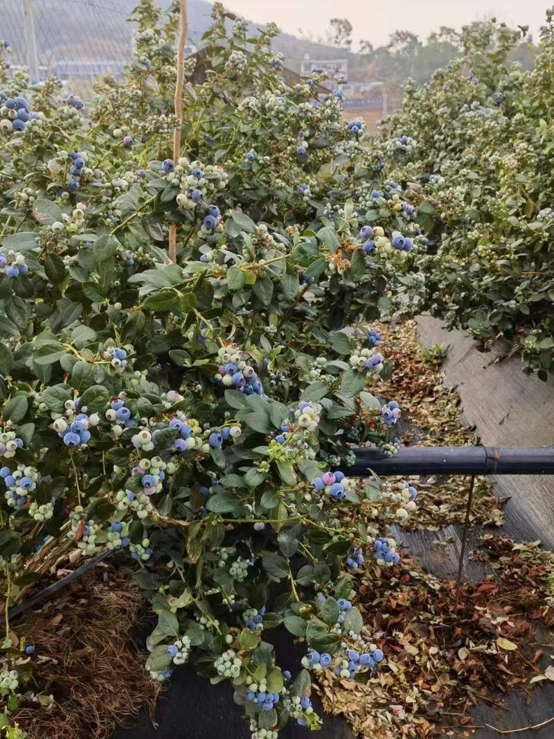 云南高原露天珠宝蓝莓大量上市原产地直发质优价廉