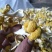 【热卖】鸡油菌精品烘干多叶货多种规格，基地直供无中间商