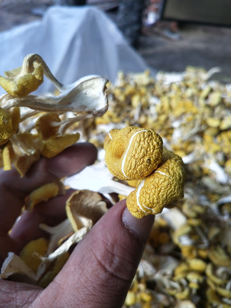 【热卖】鸡油菌精品烘干多叶货多种规格，基地直供无中间商