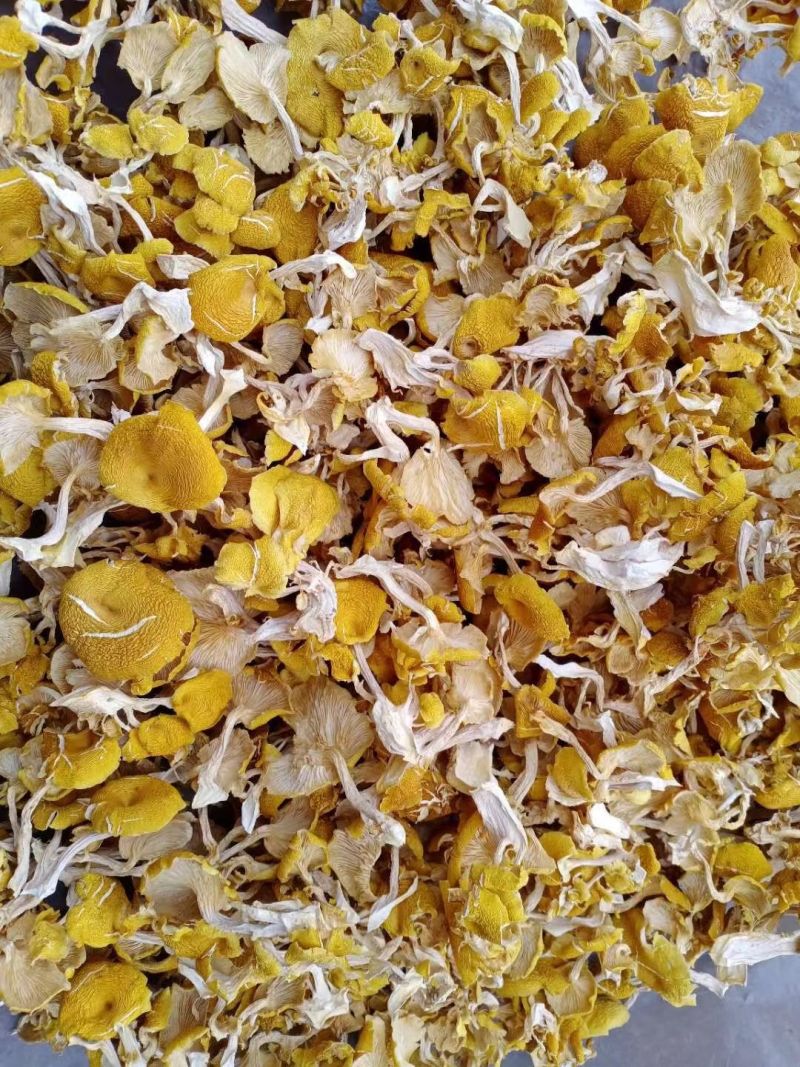 【热卖】鸡油菌精品烘干多叶货多种规格，基地直供无中间商