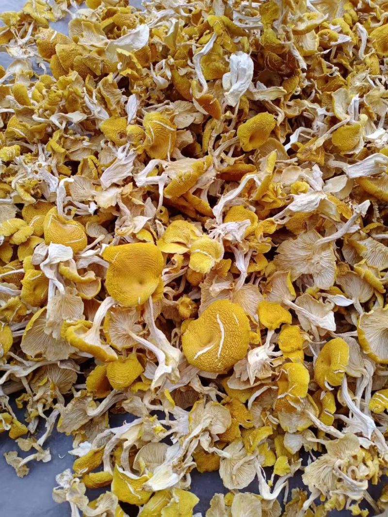 【热卖】鸡油菌精品烘干多叶货多种规格，基地直供无中间商