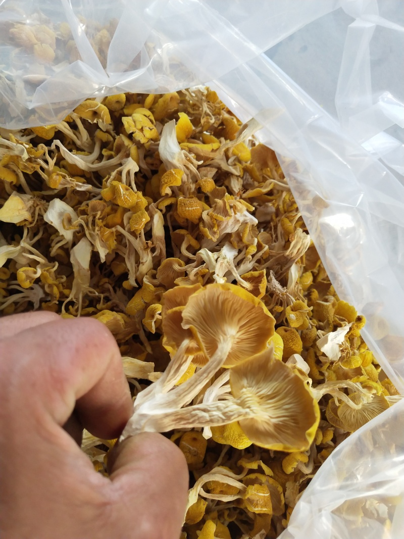 【热卖】鸡油菌精品烘干多叶货多种规格，基地直供无中间商