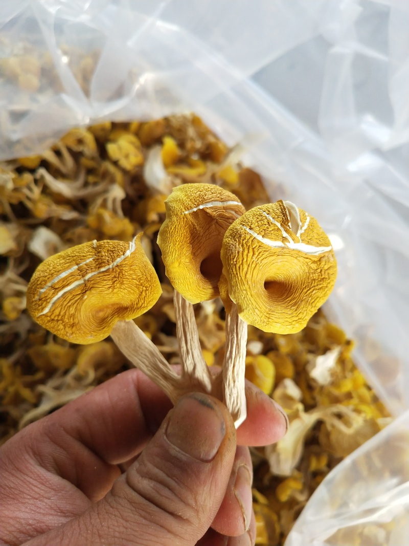 【热卖】鸡油菌精品烘干多叶货多种规格，基地直供无中间商