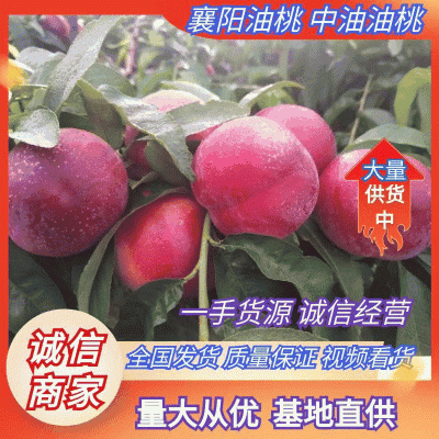 产地直供中油系列油桃，按需包装分拣，视频看货