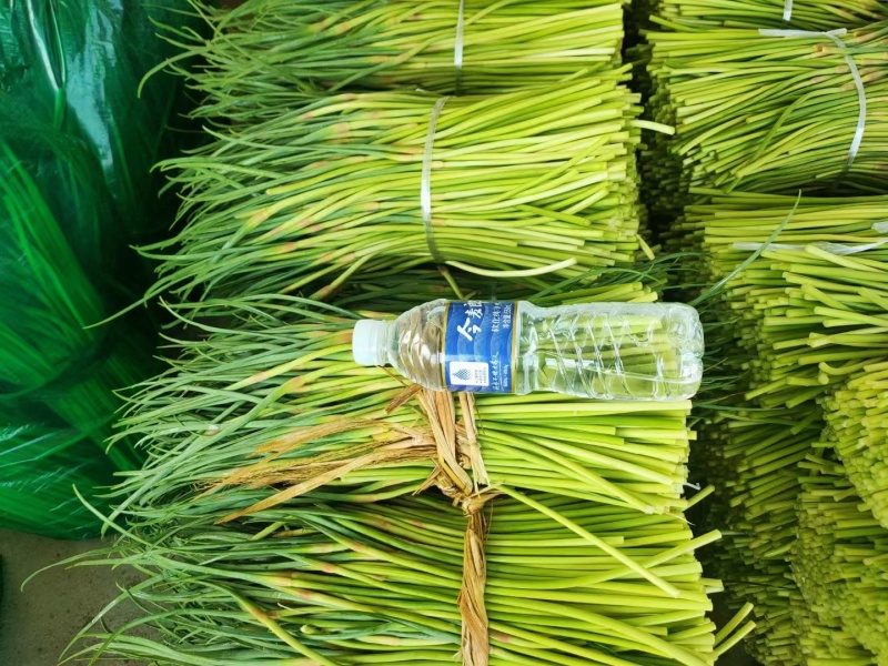 邳州红帽蒜薹新鲜采摘可视频看货欢迎来电咨询