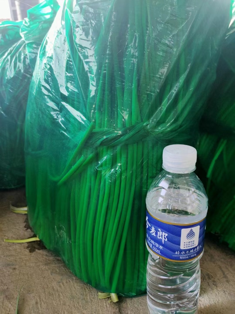 邳州红帽蒜薹新鲜采摘可视频看货欢迎来电咨询