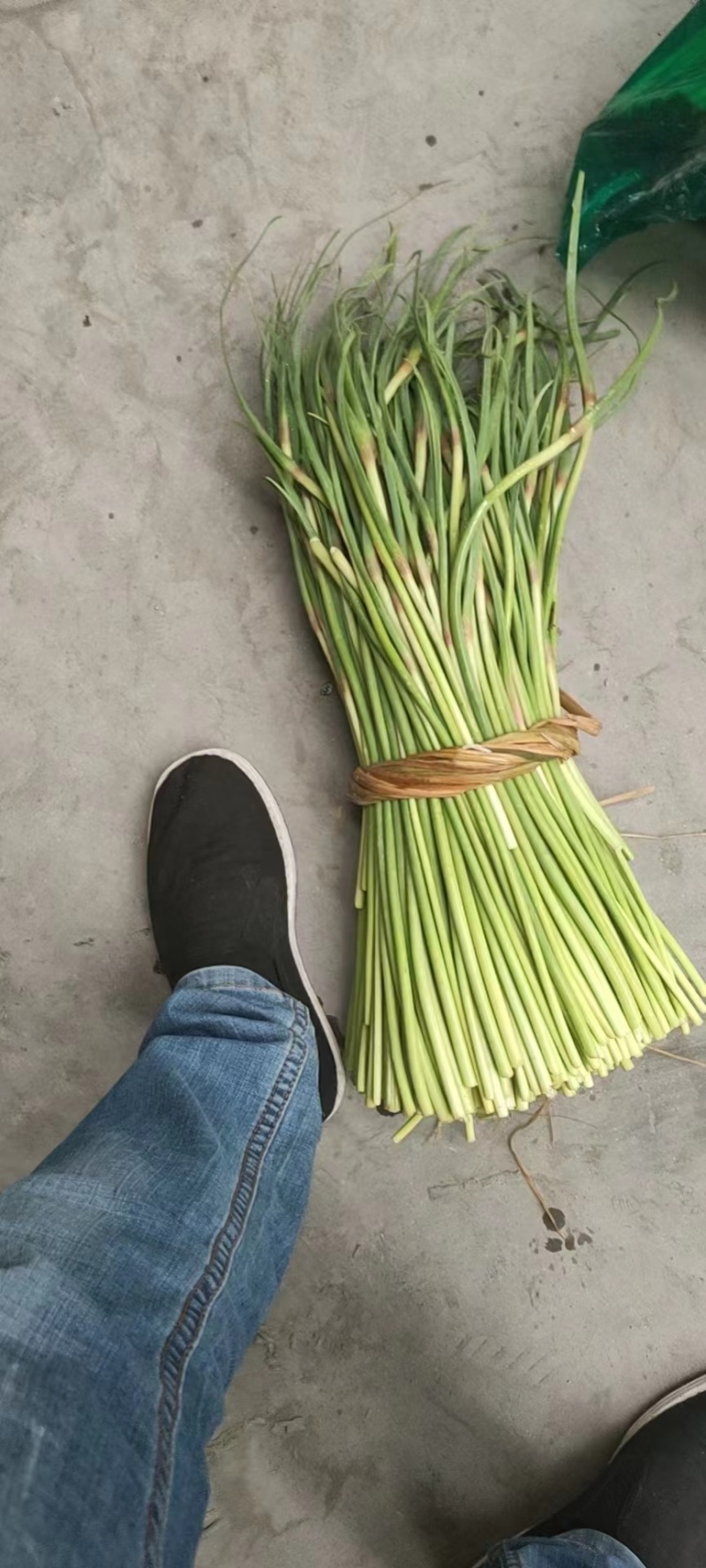 邳州红帽蒜薹新鲜采摘可视频看货欢迎来电咨询