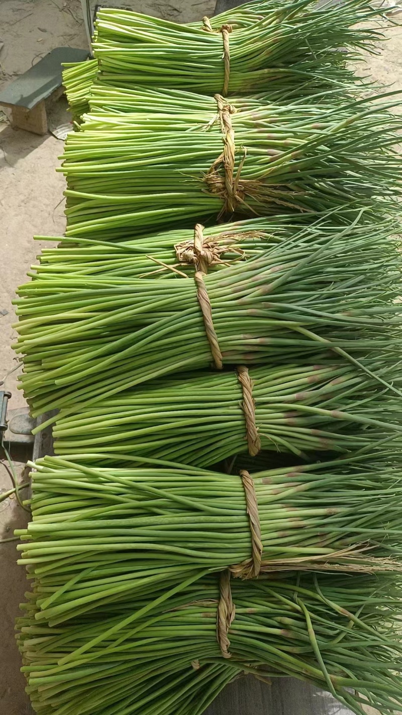 邳州红帽蒜薹新鲜采摘可视频看货欢迎来电咨询