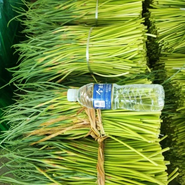 濮阳精品红帽蒜薹质量保证全国发货欢迎来电咨询