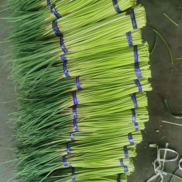 河南精品红帽蒜薹大量上市可视频看货欢迎来电咨询