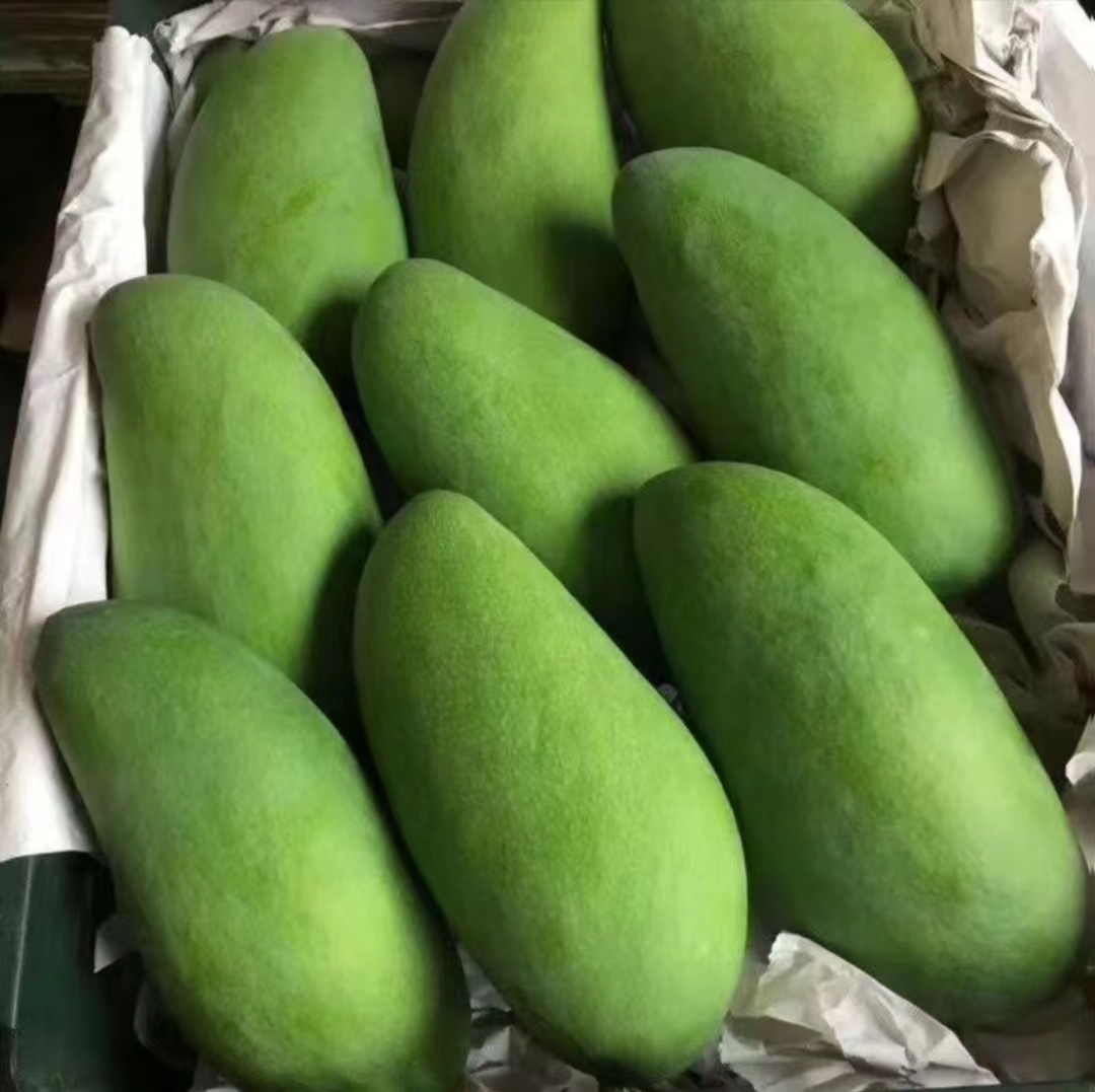 大青芒没熟的果实与成熟果实对比图